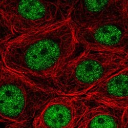 SF3B5 Antibody, Novus Biologicals 0.1mL; Unlabeled:Antibodies, Polyclonal